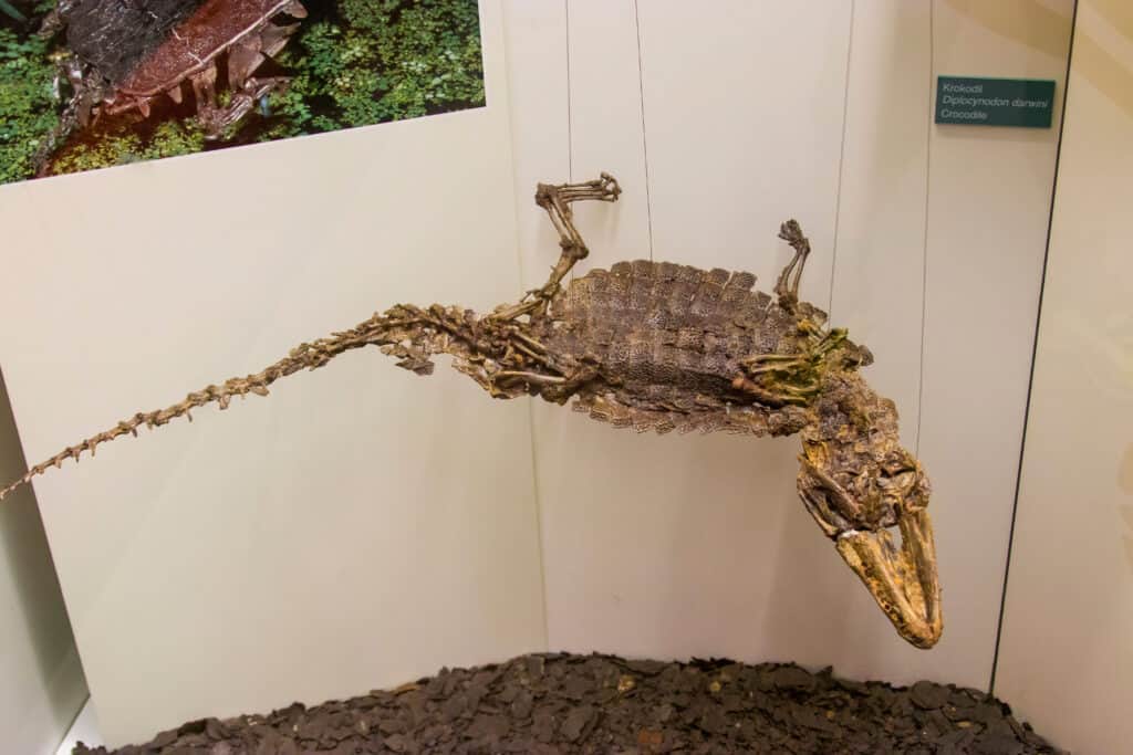 Fossil of Diplocynodon darwini from Messel Pit in Naturmuseum Senckenberg.