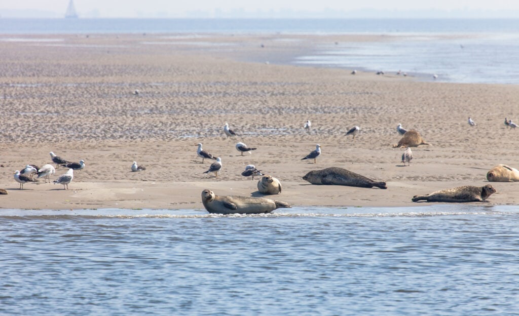 Wild seals and seagrass on the sandbank near Texel, Netherlands.