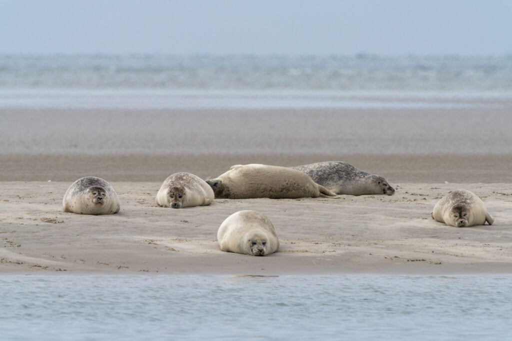 Colony of common seals basking on a sunlit sandbank in Wadden Sea Islands, West Denmark.