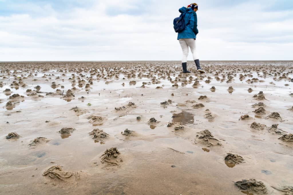 People walking on exposed mudflats of Wadden Sea Island during a low tide event.