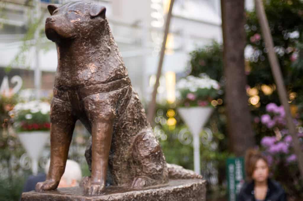 Bronze statue of the loyal dog Hachiko outside Shibuya Station in Tokyo, Japan