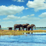 Elephants bathing in the clear waters of the Okavango Delta, exemplifying the region's rich wildlife