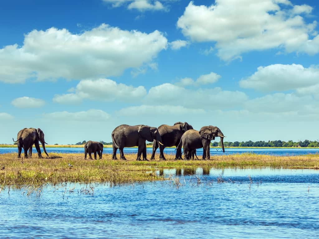 Elephants bathing in the clear waters of the Okavango Delta, exemplifying the region's rich wildlife