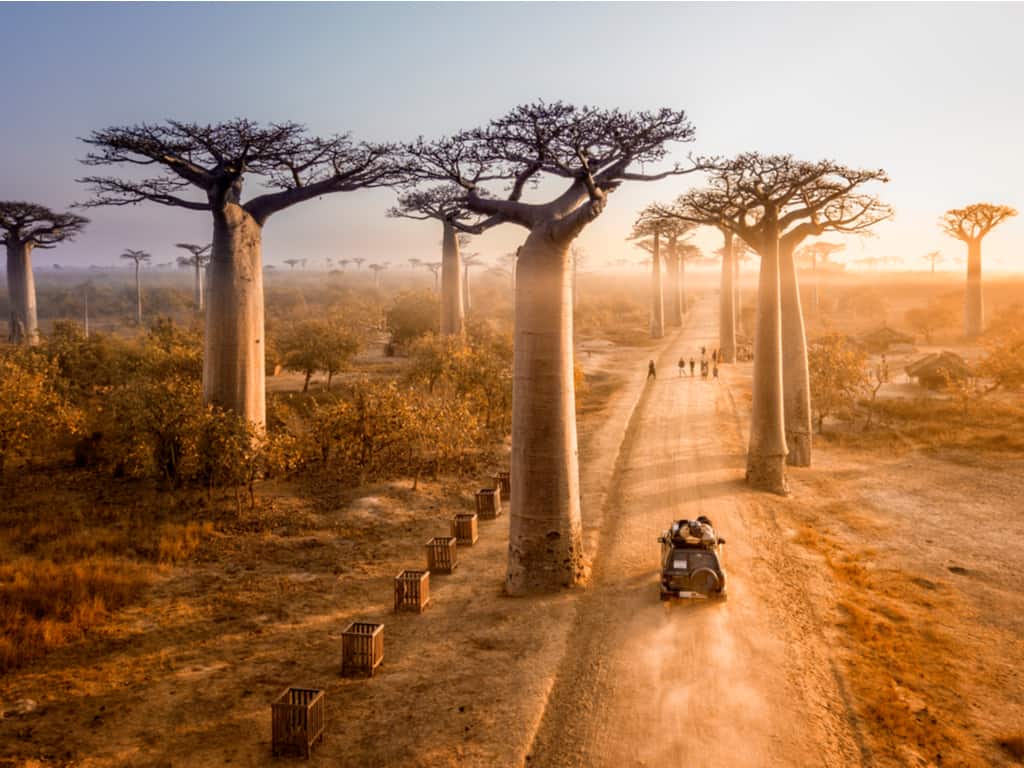 Sunset casting golden hues over the Avenue of the Baobabs in Madagascar, with majestic baobab trees lining the road