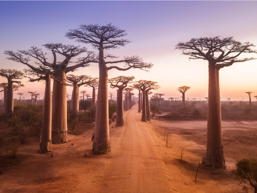 Towering Baobab trees along the Avenue in Madagascar, showcasing their unique and ancient forms