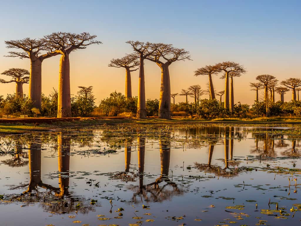 Panoramic view of the Avenue of the Baobabs, with the baobabs stretching towards the horizon