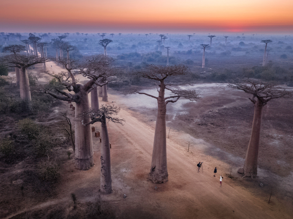 Early morning light illuminating the Baobab trees along Madagascar's Avenue, highlighting the serene landscape