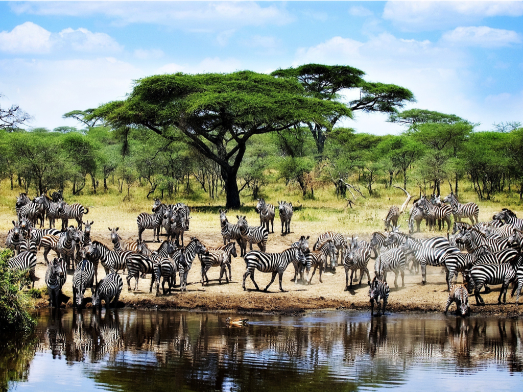 Zebras grazing peacefully in the grasslands of Serengeti National Park
