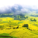 Aerial view of the geometric patterns formed by the Canola Flower Fields, showcasing their scale and beauty.