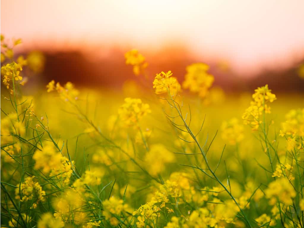 Close-up of the delicate yellow canola flowers, symbolizing the arrival of spring in China.