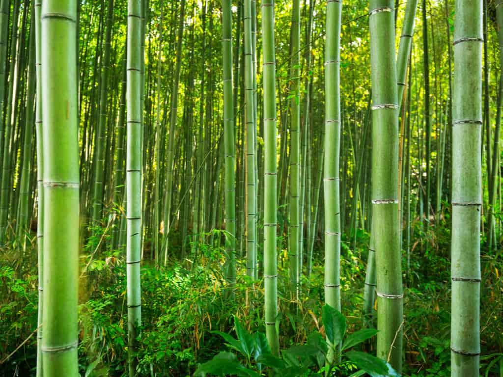 Close-up of the thick bamboo stalks in Arashiyama Bamboo Forest, showcasing their natural beauty