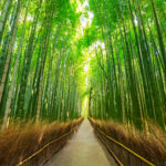 Serene path winding through the towering bamboo groves of Arashiyama Bamboo Forest, Kyoto.