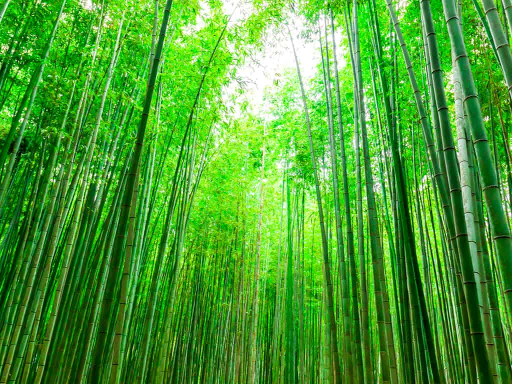Sunlight filtering through the dense bamboo canopy in Arashiyama Bamboo Forest