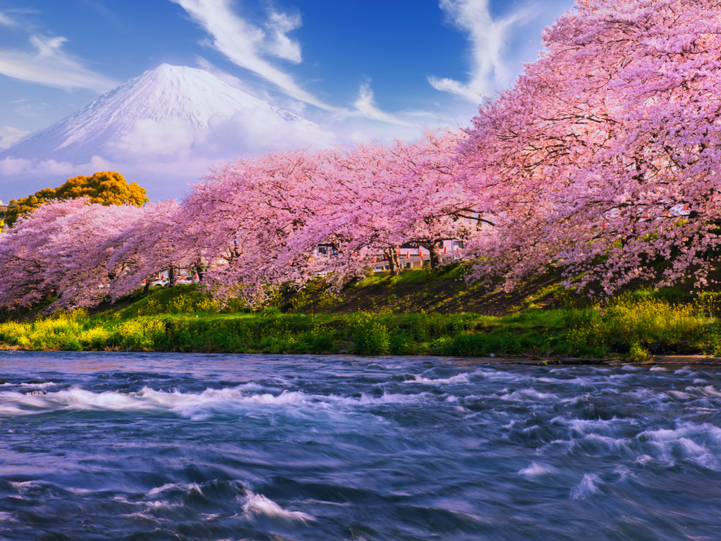 Breathtaking view of cherry blossoms in full bloom along the Meguro River in Tokyo, Japan, during cherry blossom season