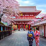 Asia - Japan - Tokyo - Sensoji Tempel during sakura, scherry blossom season, two women in geisha costiumes in front