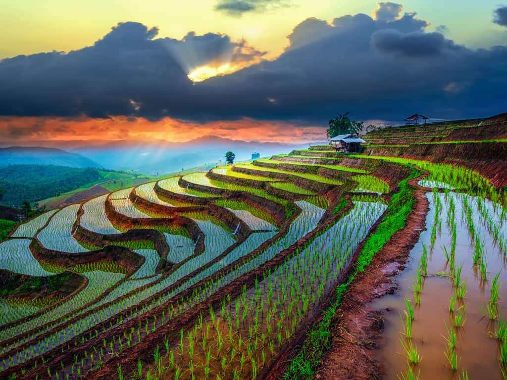 Lush rice terraces and rural landscapes in the countryside surrounding Chiang Mai.