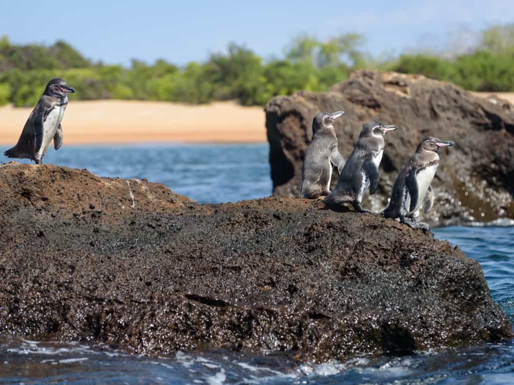 A Galapagos penguin swimming gracefully near Isabela Island, a rare sight in the tropical region.