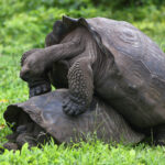 Giant Galapagos tortoises roaming freely in the lush highlands of Santa Cruz Island.