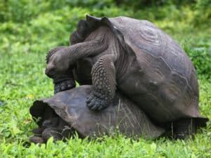 Giant Galapagos tortoises roaming freely in the lush highlands of Santa Cruz Island.