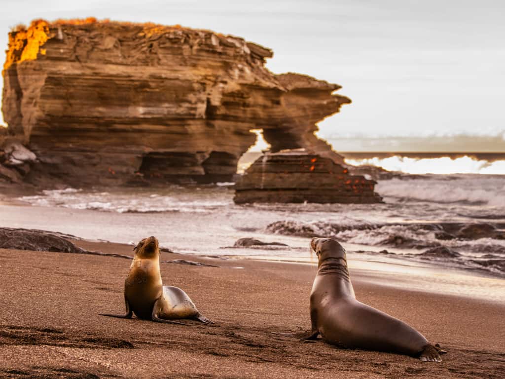 A mother seal and her pup resting on the rocky shores of the Galapagos, a tender natural moment.