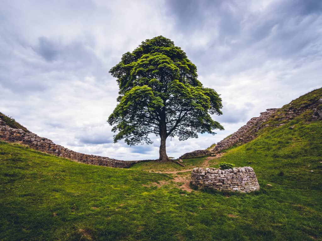 The sycamore tree at Sycamore Gap, Hadrian's Wall, known from the film 'Robin Hood: Prince of Thieves'.