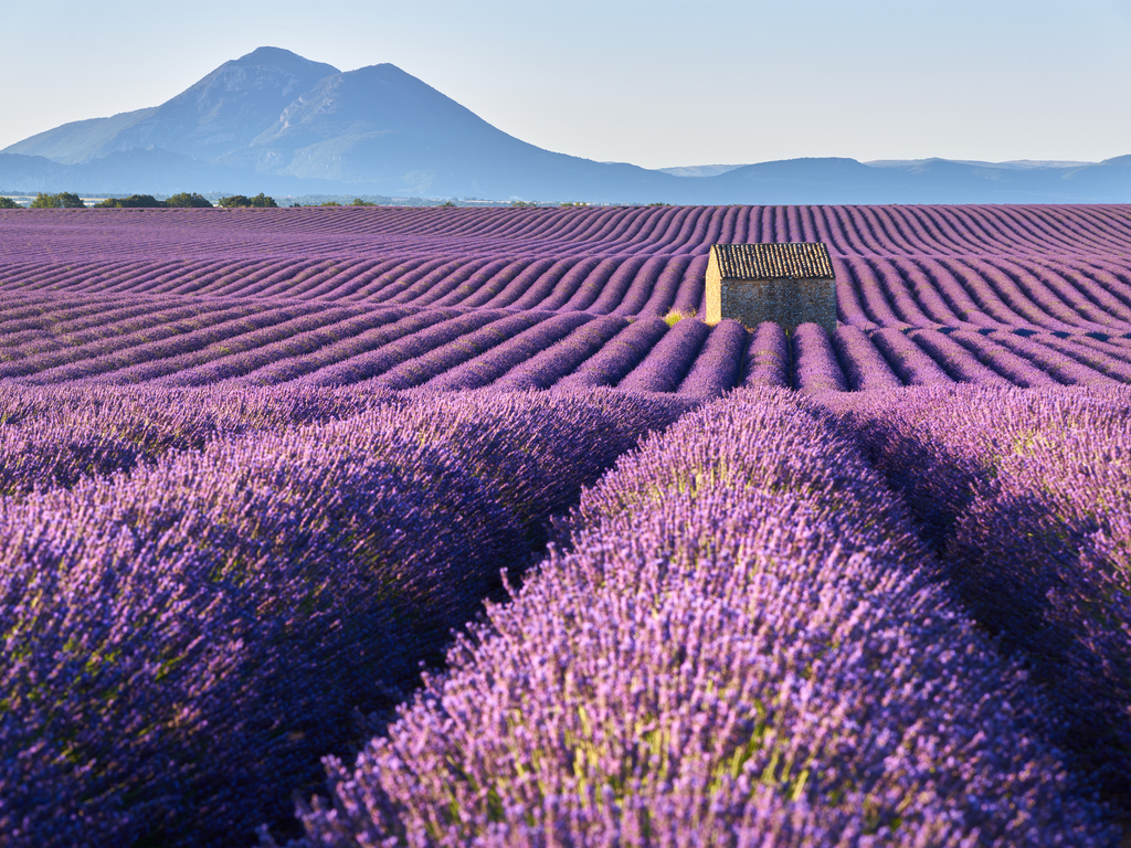 Endless rows of blooming lavender at the Valensole Plateau, with a picturesque Provence landscape in the background.