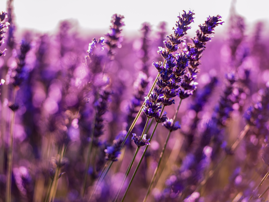 Close-up of vibrant lavender flowers in bloom in Valensole, showcasing their delicate beauty.