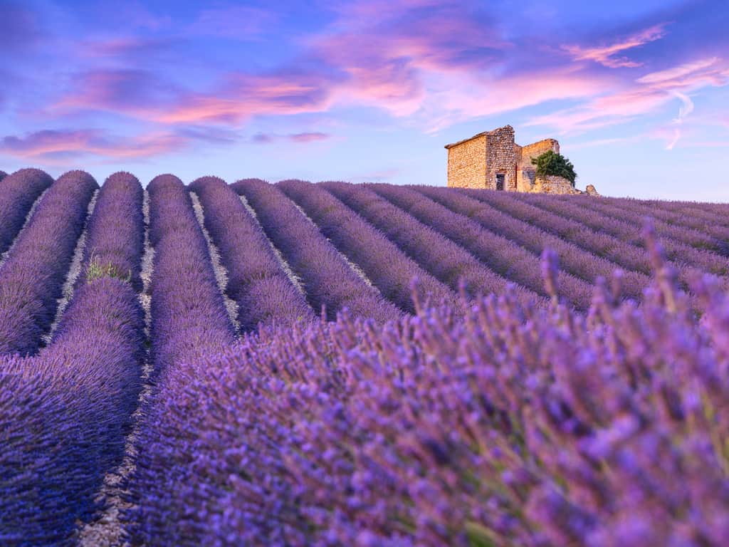 "Traditional stone farmhouse surrounded by the purple lavender fields of Valensole, embodying rural French charm.
