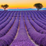 Immerse yourself in the tranquil beauty of the Valensole lavender fields, a sea of purple set against the idyllic Provence landscape.