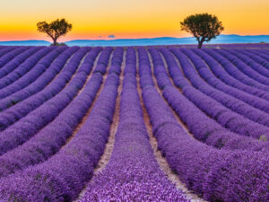 Immerse yourself in the tranquil beauty of the Valensole lavender fields, a sea of purple set against the idyllic Provence landscape.