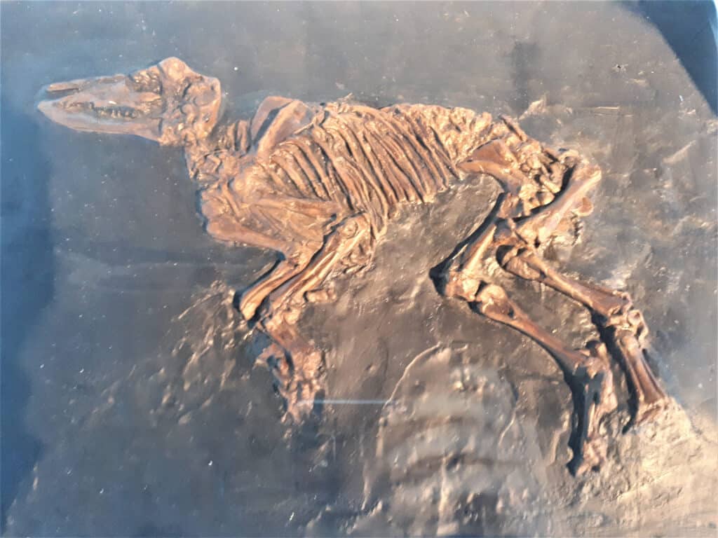 Messel Pit Fossil Site with prehistoric layers visible