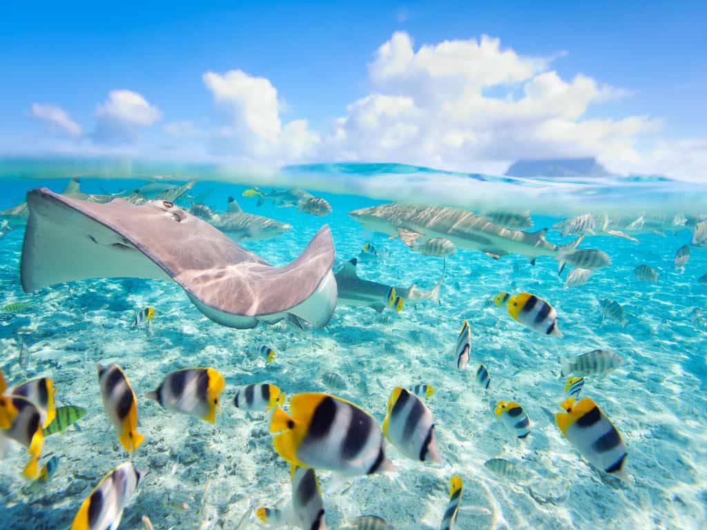 Vibrant coral reefs surrounding Bora Bora Island, ideal for snorkeling and exploring marine life