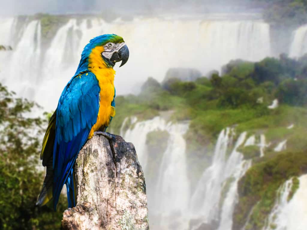 The lush subtropical rainforest surrounding Iguazu Falls, part of the region's unique ecosystem