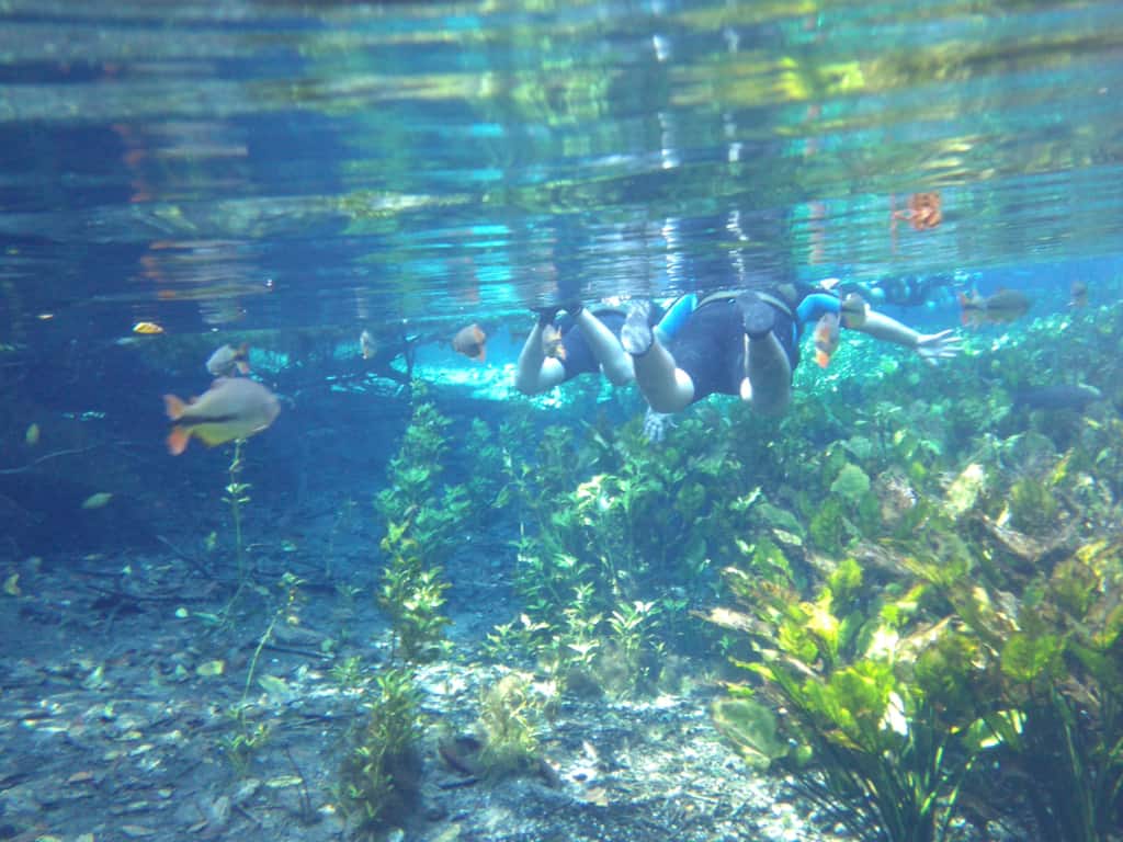 Crystal clear waters of the Rio da Prata in Bonito, Brazil, teeming with vibrant fish and aquatic plants.