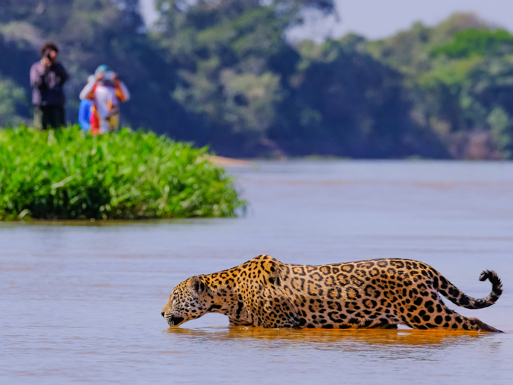"A jaguar in its natural habitat in the Pantanal, Brazil, showcasing the region's diverse wildlife.