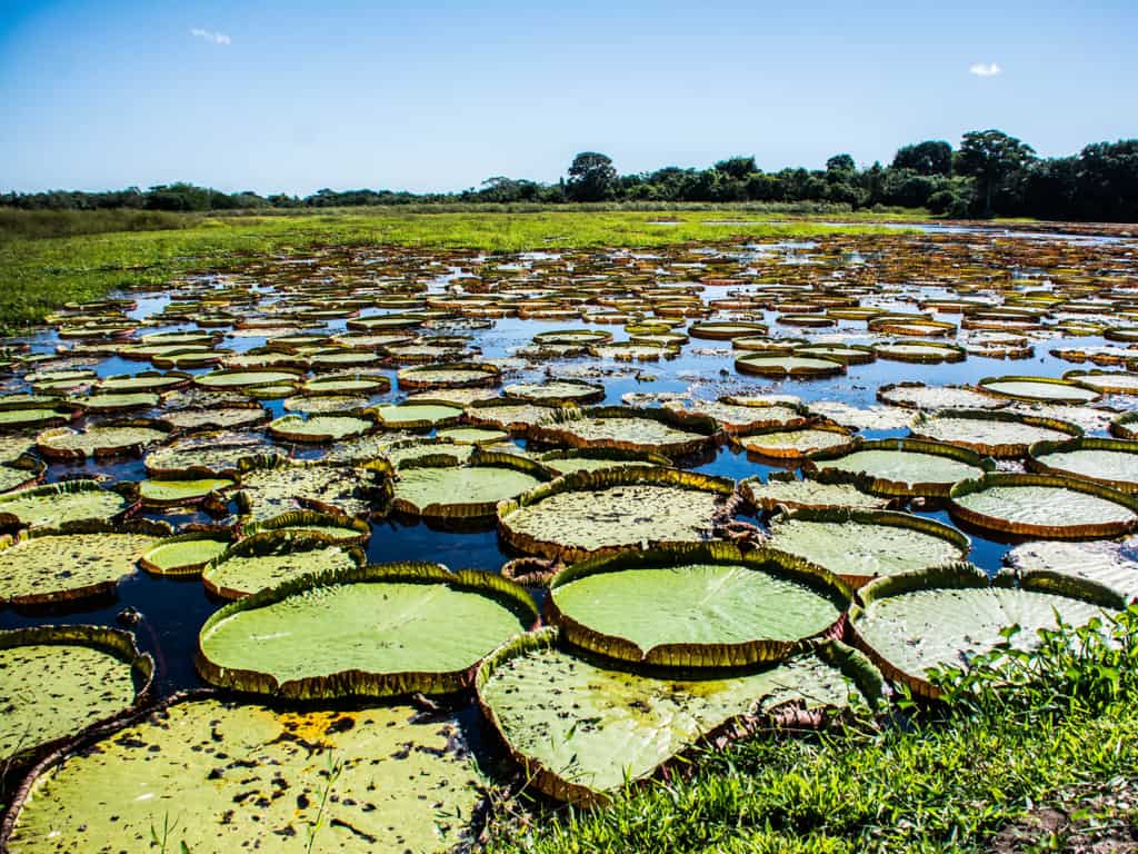 Lush vegetation and water lilies in the Pantanal wetlands, a serene and untouched natural landscape in Brazil