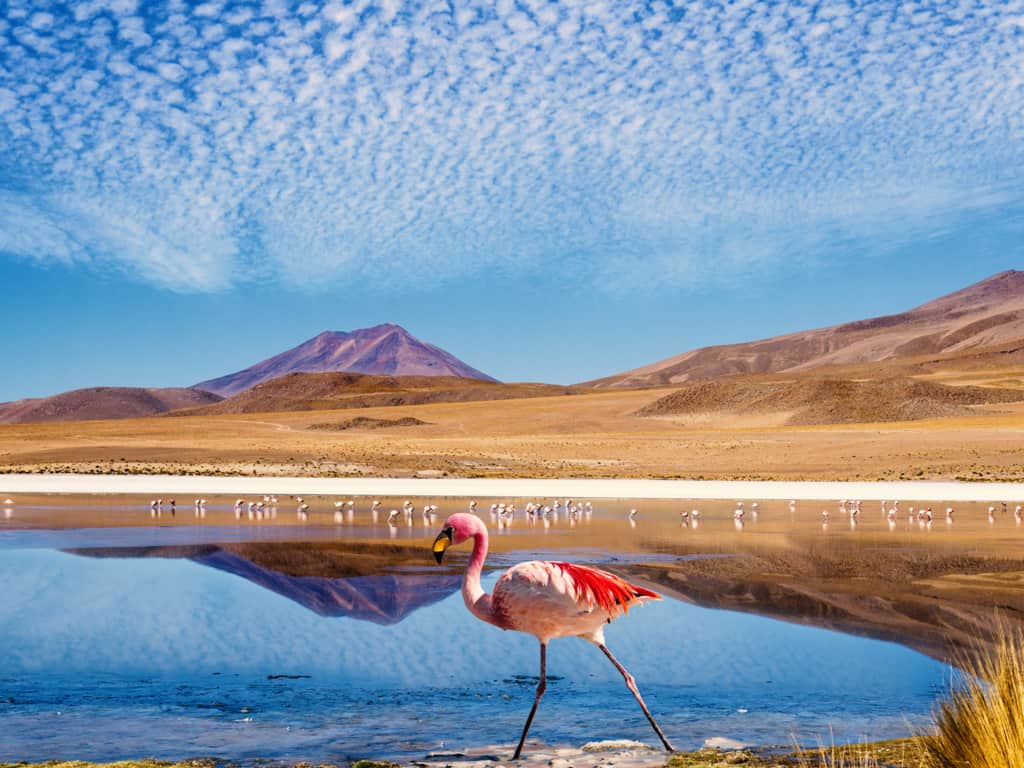 Flamingos wading in the Chaxa Lagoon in the Atacama Desert, showcasing the region's diverse wildlife.